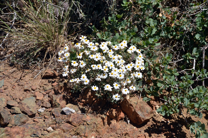 Melampodium leucanthum, Plains Blackfoot Daisy